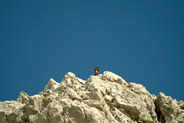 Camoscio d''Abruzzo Rupicapra pyrenaica ornata